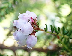 Erica scabriuscula