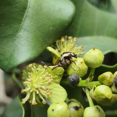 Leucocelis aeneicollis