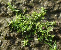 Callitriche palustris