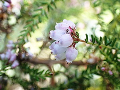 Erica scabriuscula