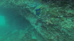 Pomacanthus maculosus