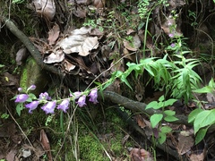Penstemon campanulatus