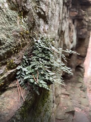 Asplenium montanum