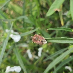 Agonoscelis versicoloratus