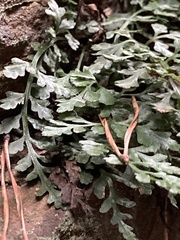 Asplenium montanum