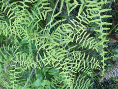 Gleichenia polypodioides