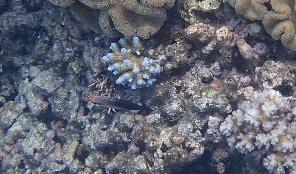 Bird Rass Fish Bird Wrasse from Norman Reef, 4805, Australia on October 29, 2022 at 01 ...