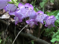 Penstemon campanulatus