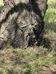 Acanthocercus atricollis