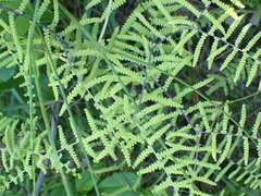 Gleichenia polypodioides