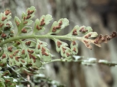 Asplenium montanum