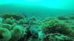Gymnothorax nudivomer