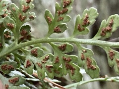 Asplenium montanum