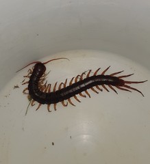 Scolopendra dehaani