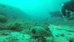 Arothron immaculatus