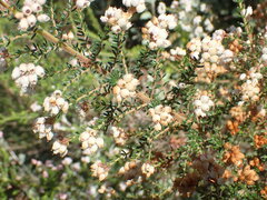 Erica scabriuscula