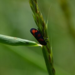 Cercopis vulnerata