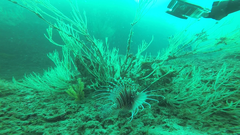 Pterois antennata