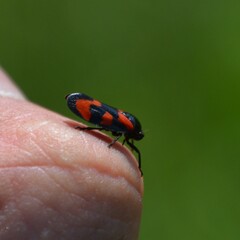 Cercopis vulnerata
