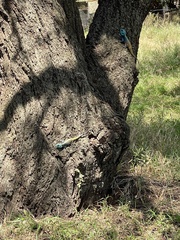 Acanthocercus atricollis