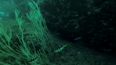 Canthigaster valentini