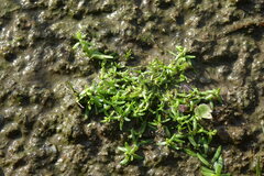 Callitriche palustris