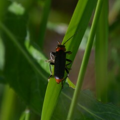 Cantharis fusca