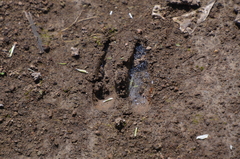 Capreolus capreolus