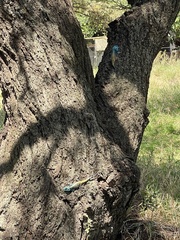 Acanthocercus atricollis