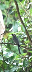 Dicrurus leucophaeus