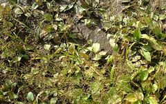 Alisma plantago-aquatica