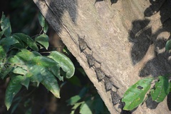 Rhynchonycteris naso