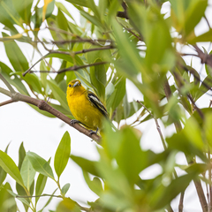 Aegithina tiphia