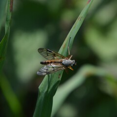 Rhagio