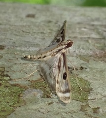 Rhimphalea