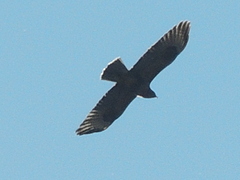 Buteo japonicus