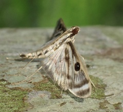 Rhimphalea