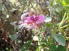 Pelargonium cordifolium