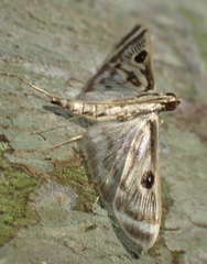 Rhimphalea