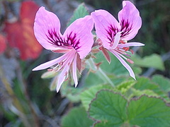 Pelargonium cordifolium