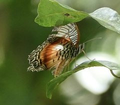 Cethosia myrina