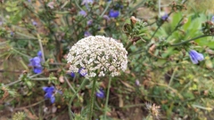 Visnaga daucoides