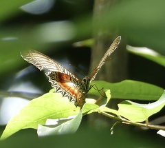 Cethosia myrina