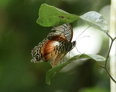 Cethosia myrina