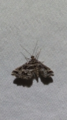 Diasemiopsis leodocusalis