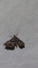 Diasemiopsis leodocusalis
