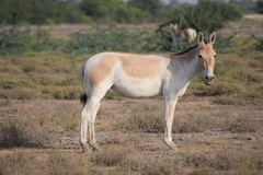 Equus hemionus khur