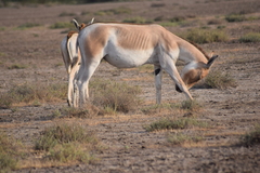 Equus hemionus khur