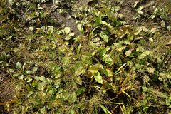 Alisma plantago-aquatica