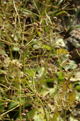 Alisma plantago-aquatica